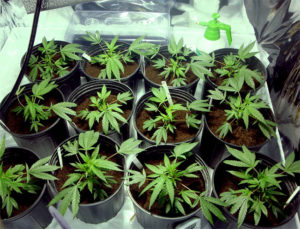 La coltivazione per uso personale di Marijuana